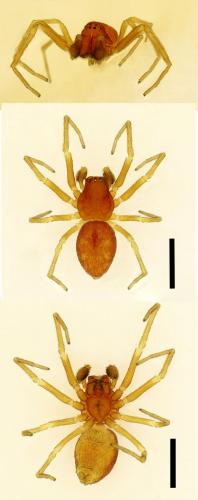 Nigma puella